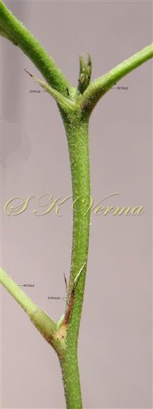  Stipules